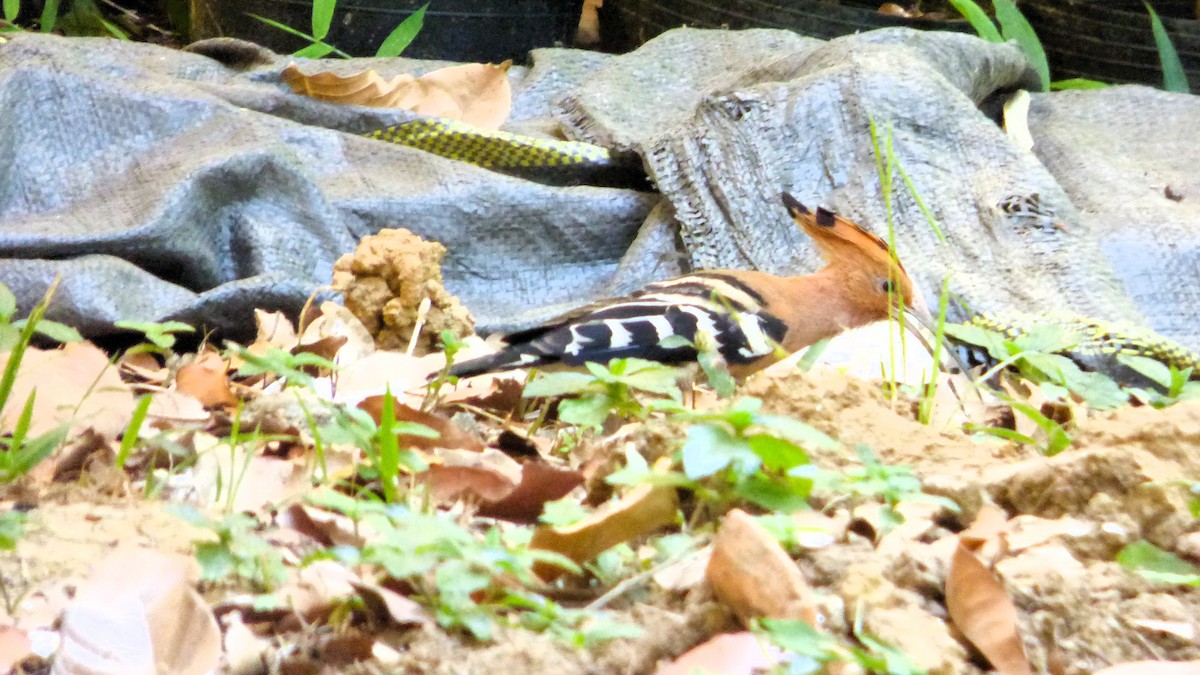 Eurasian Hoopoe (Eurasian) - Rustom Jamadar