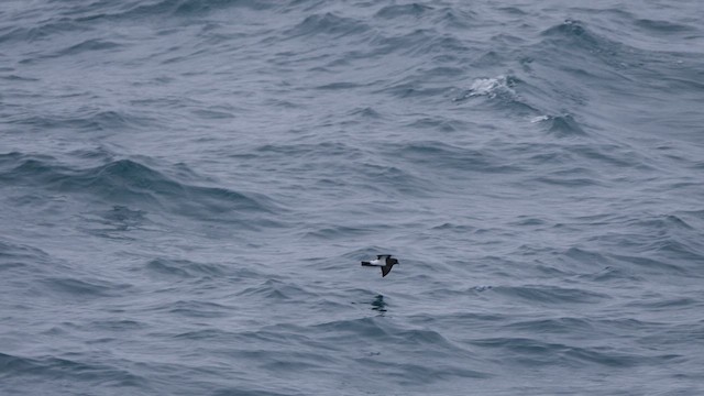 Black-bellied Storm-Petrel - ML615881186