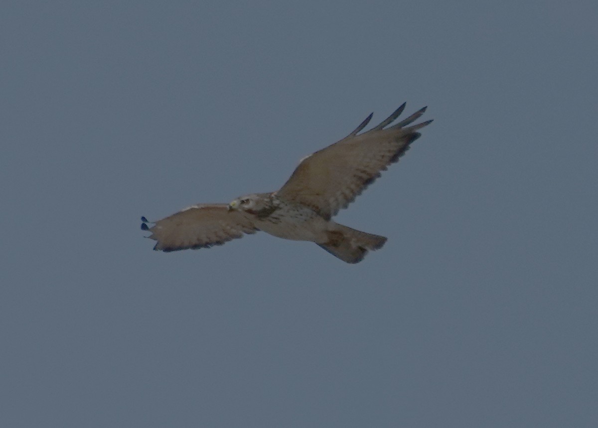 Broad-winged Hawk - ML615881228