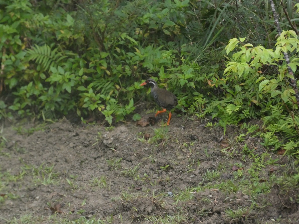 Okinawa Rail - Matthew Rathgeber