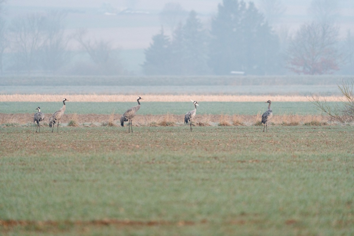 Common Crane - ML615881262