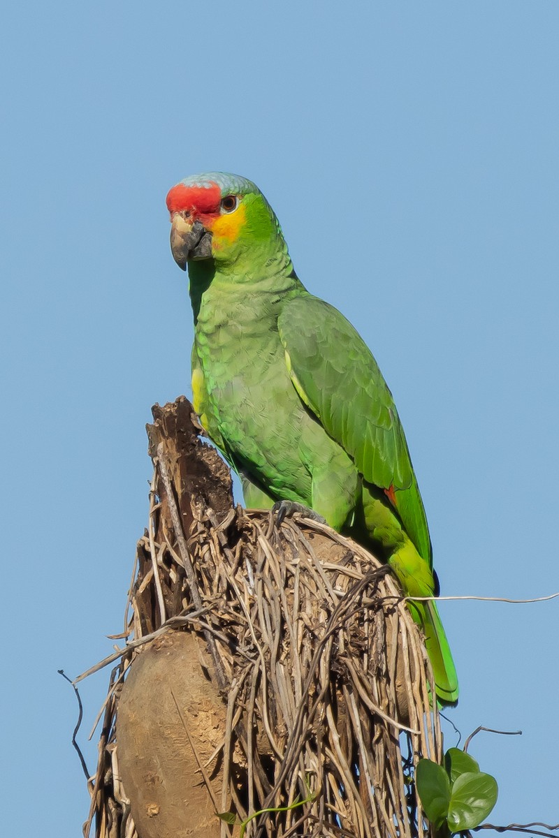 Red-lored Parrot - ML615881265