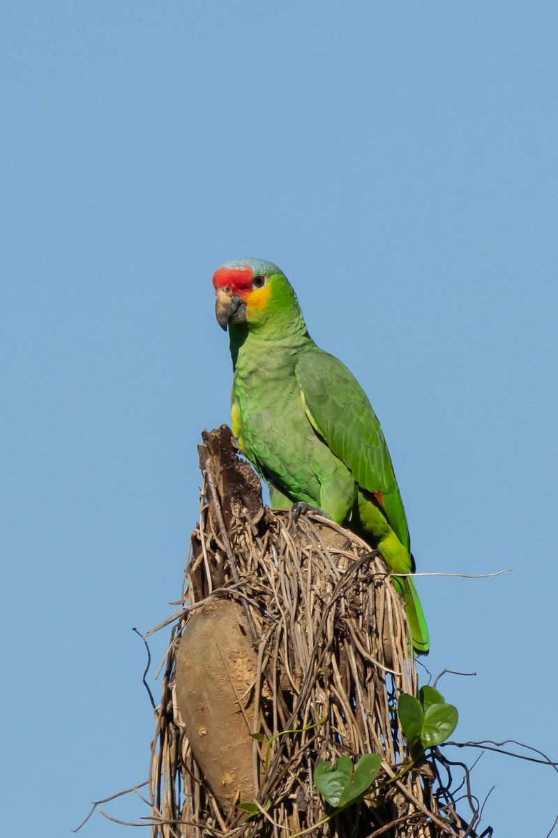 Red-lored Parrot - ML615881266