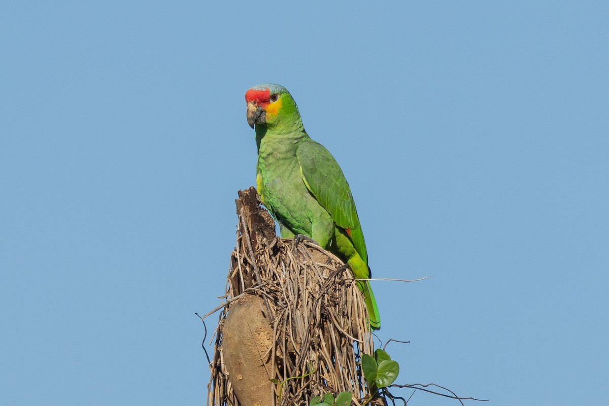 Red-lored Parrot - ML615881267