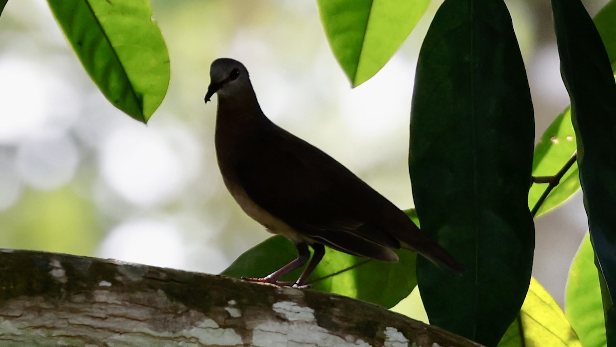 Pigeon à masque blanc (simplex) - ML615881268