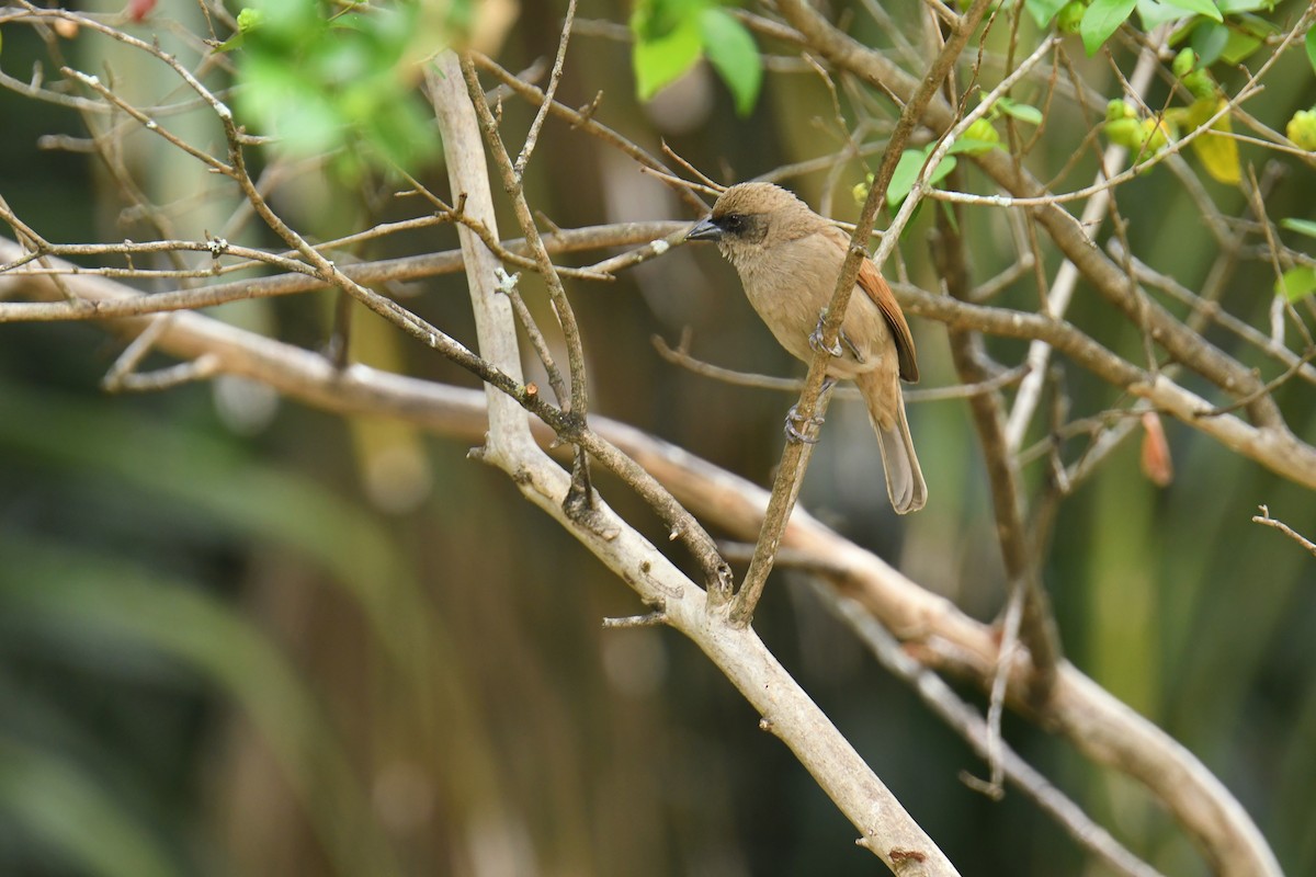 Pale Baywing - ML615881307
