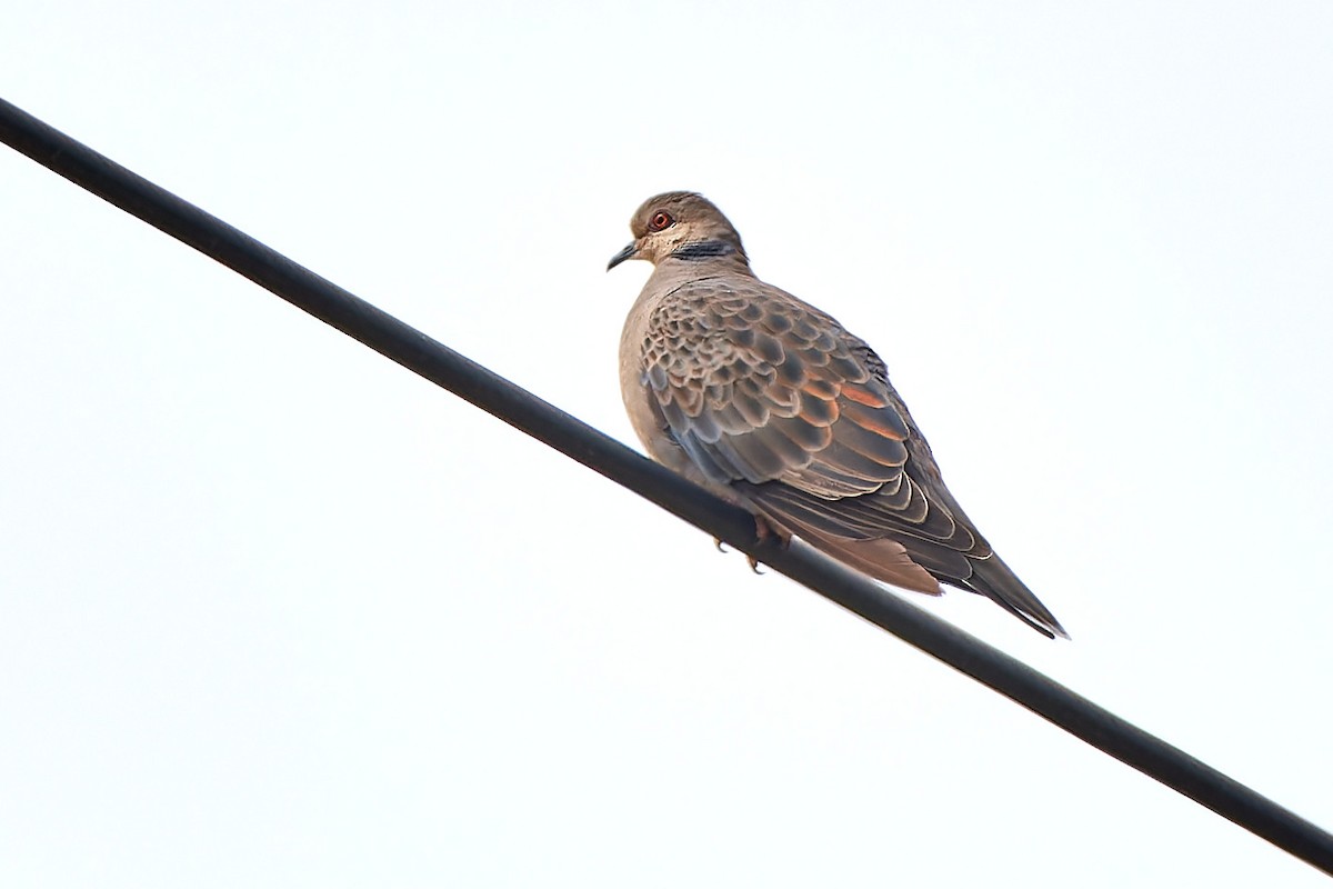 Dusky Turtle-Dove - Tomáš Grim