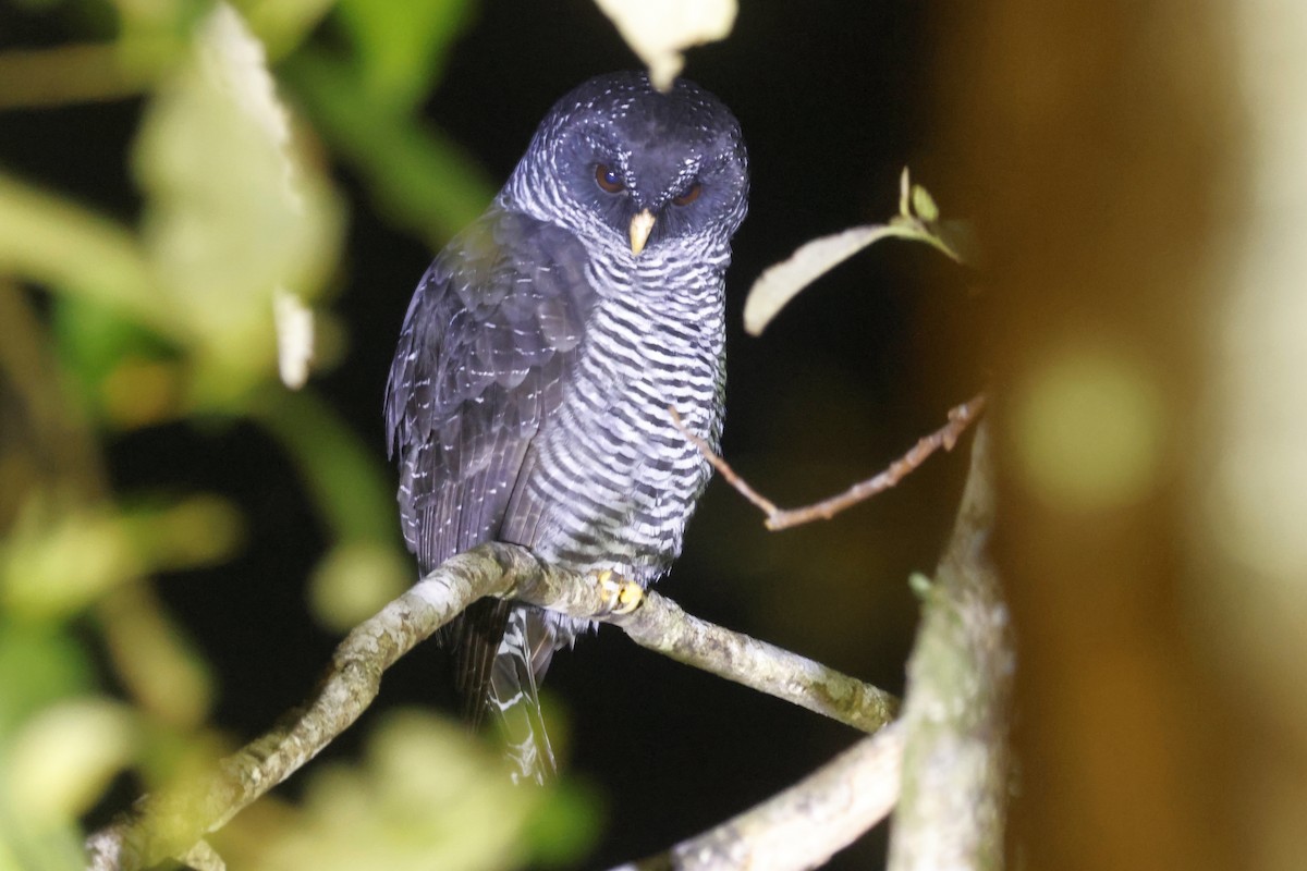 Black-banded Owl (San Isidro) - ML615881374