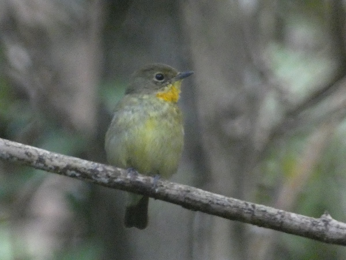 Ryukyu Flycatcher - Matthew Rathgeber