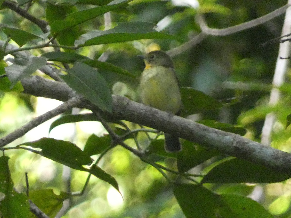 Ryukyu Flycatcher - Matthew Rathgeber