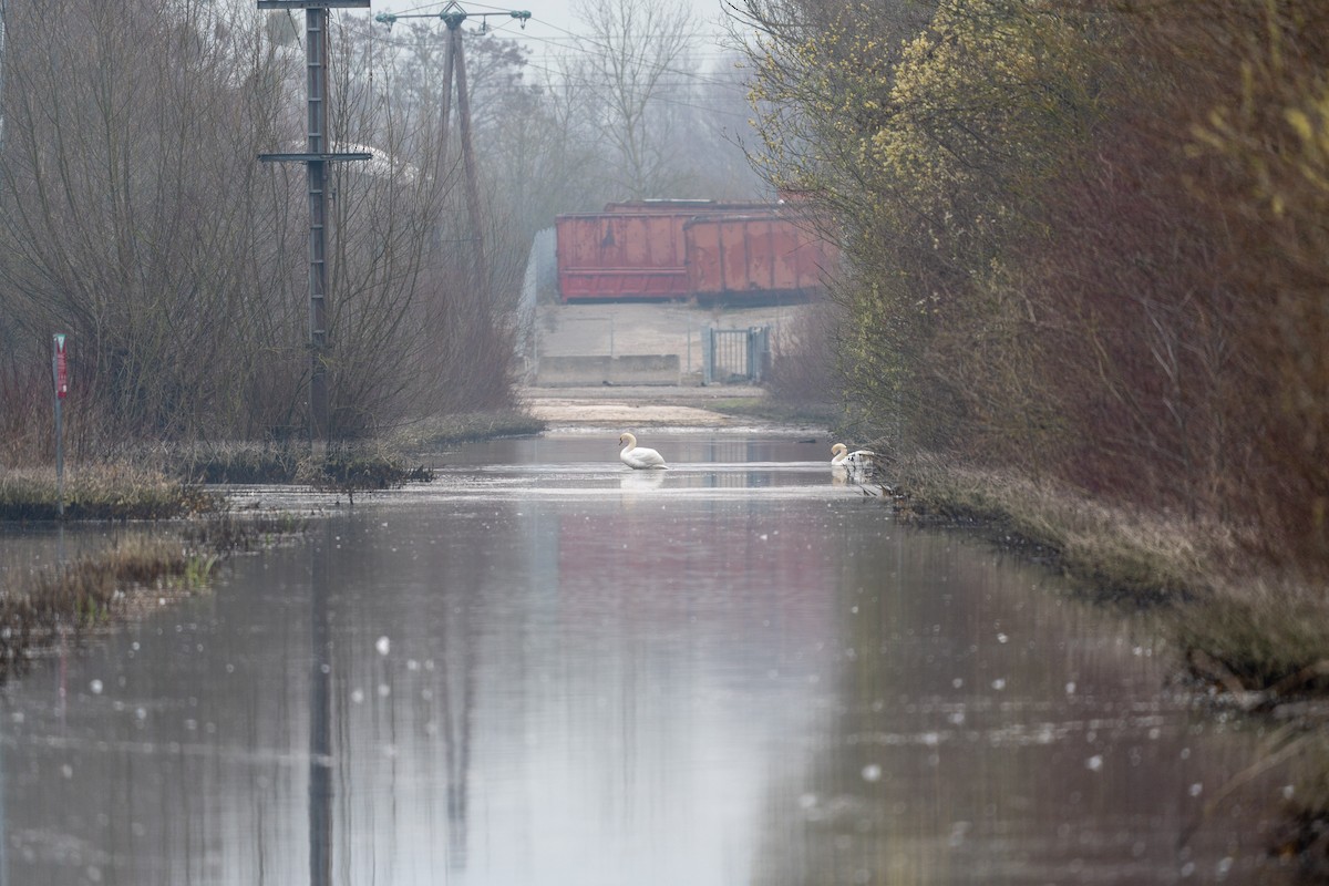 Mute Swan - ML615881410