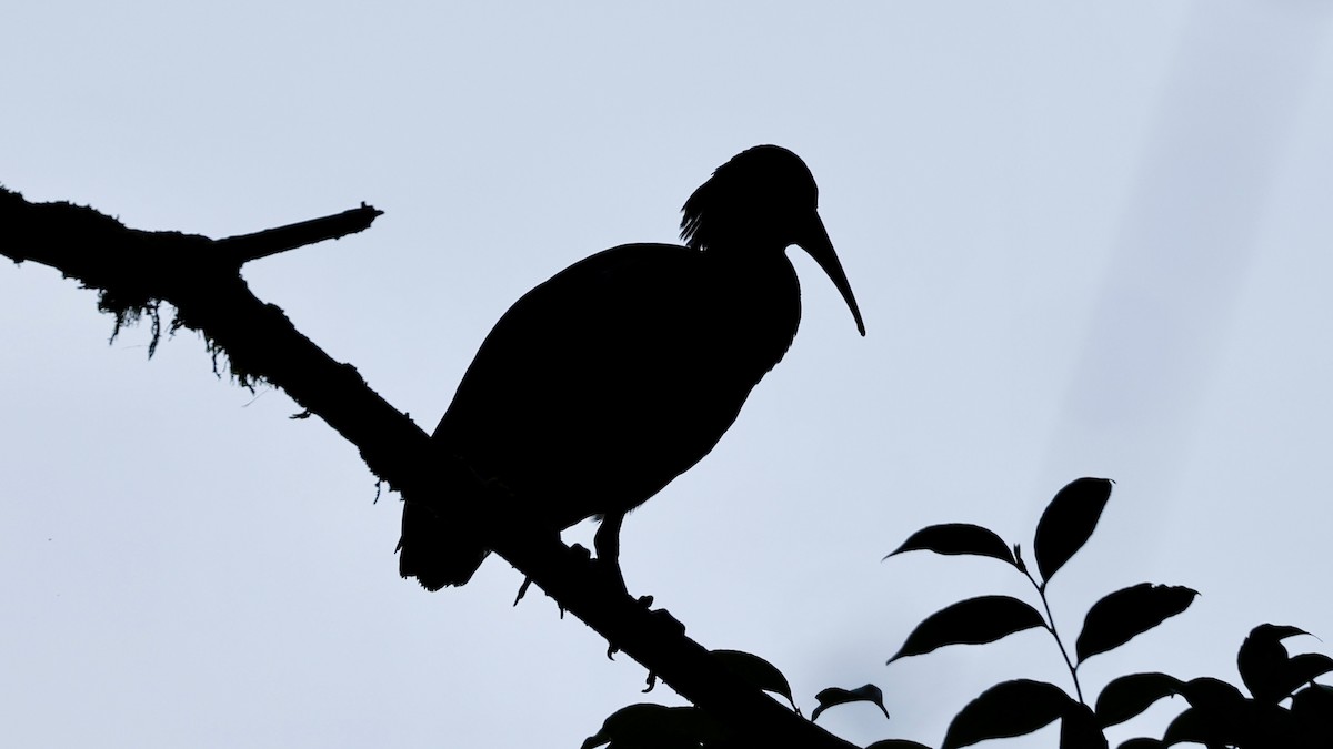 ibis svatotomášský - ML615881411