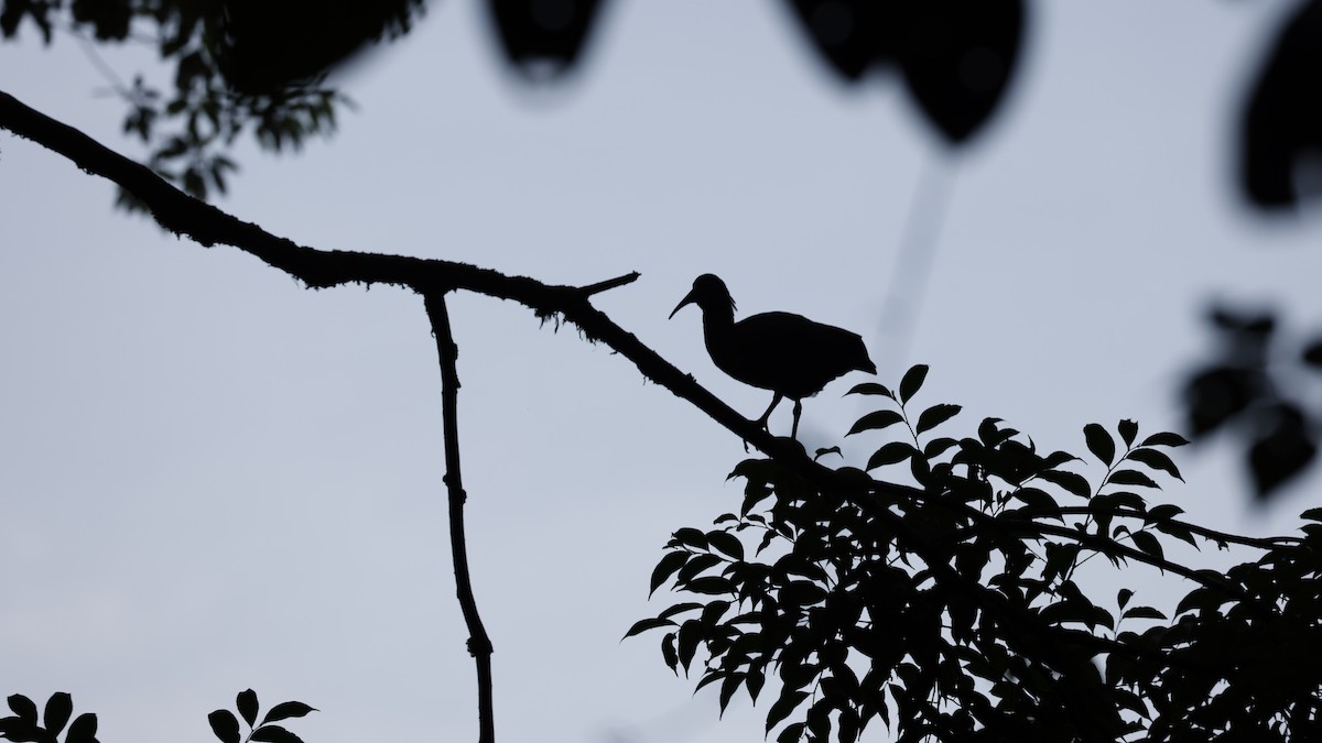 ibis svatotomášský - ML615881414