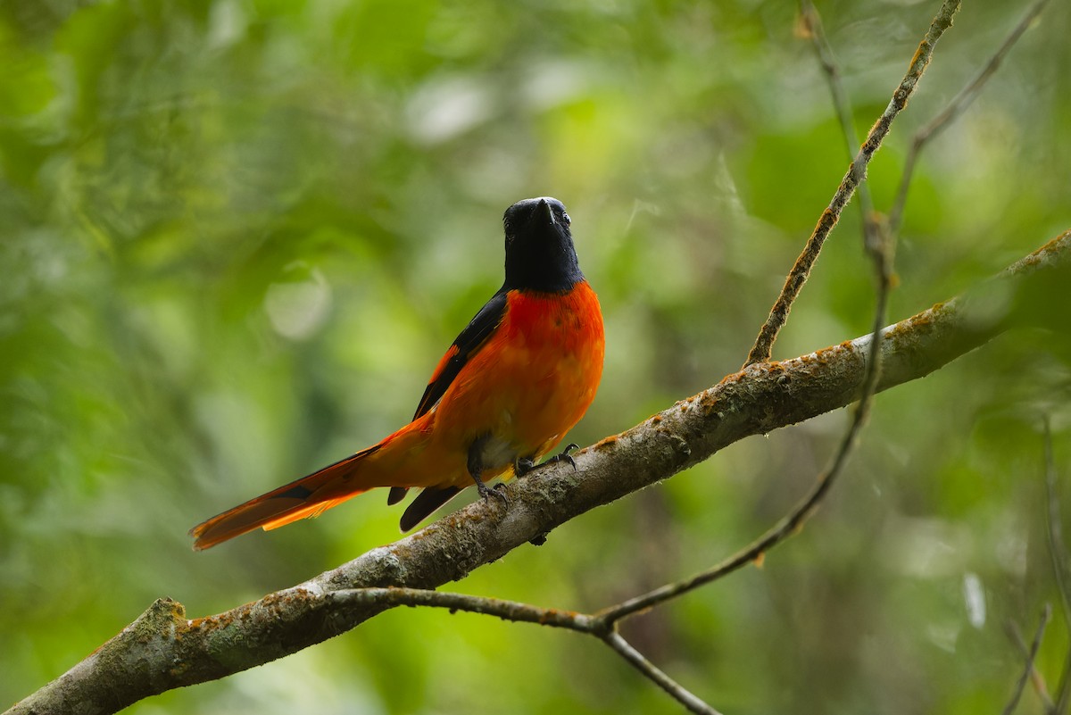 Orange Minivet - ML615881440