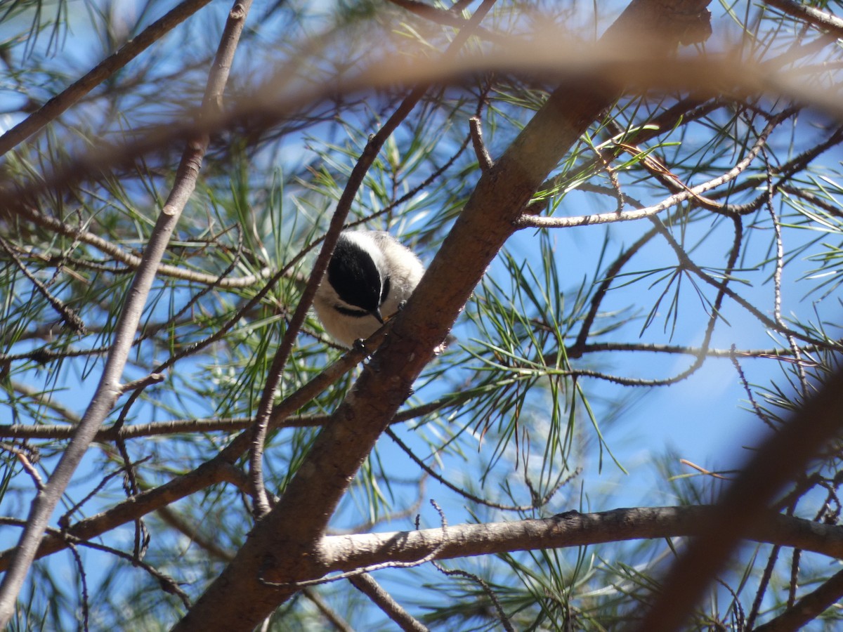 Carolina Chickadee - ML615881448