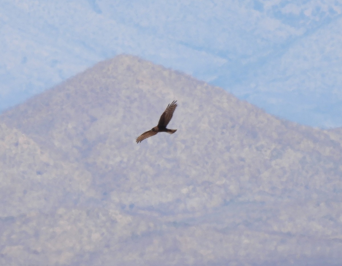 Northern Harrier - ML615881450