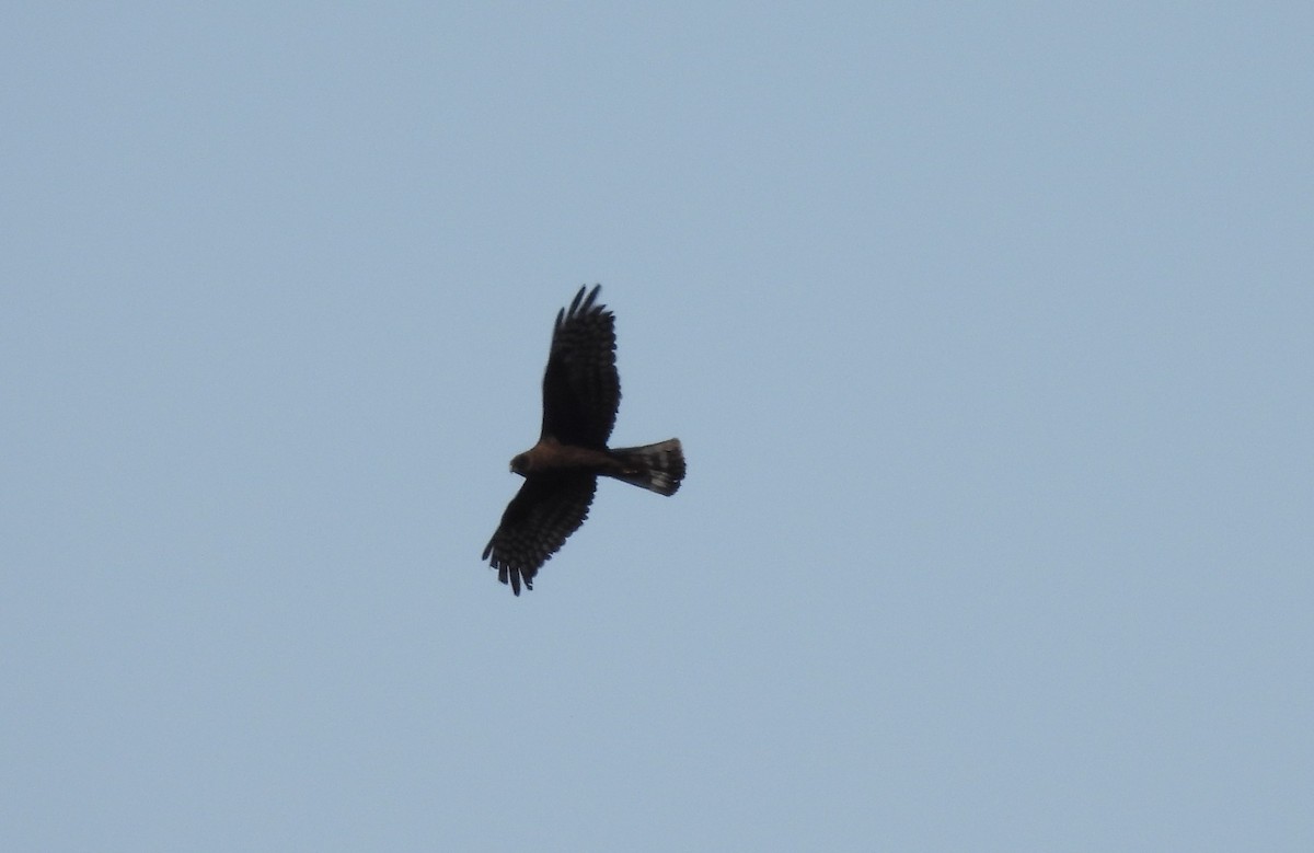 Northern Harrier - ML615881453