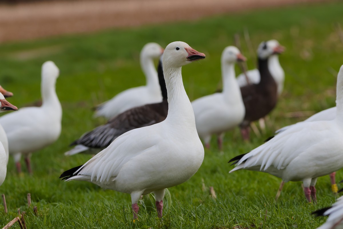 Snow Goose - ML615881463