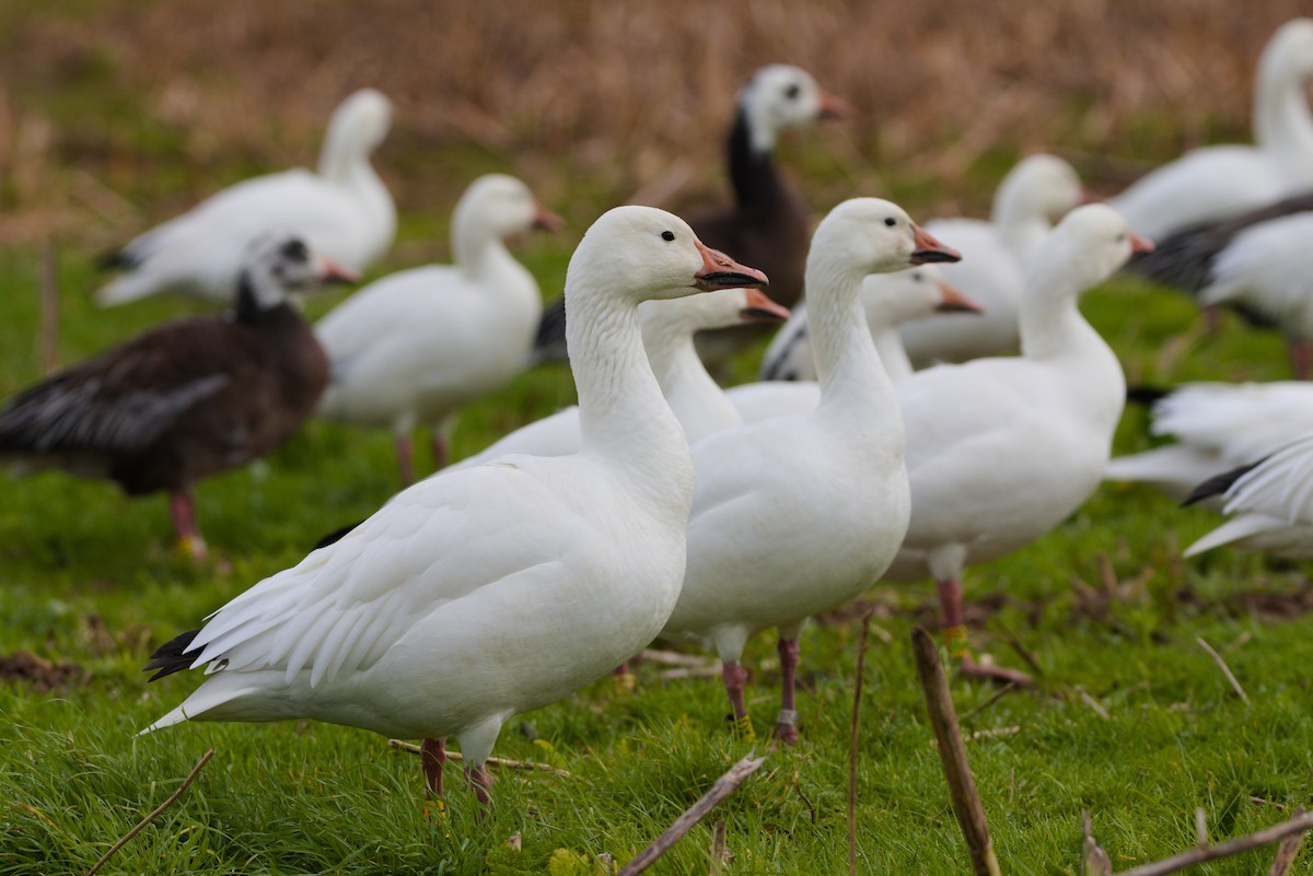 Snow Goose - ML615881464