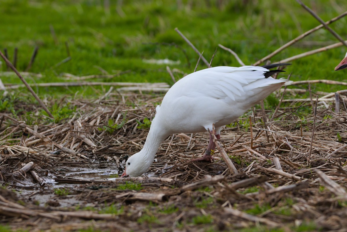 Snow Goose - ML615881467