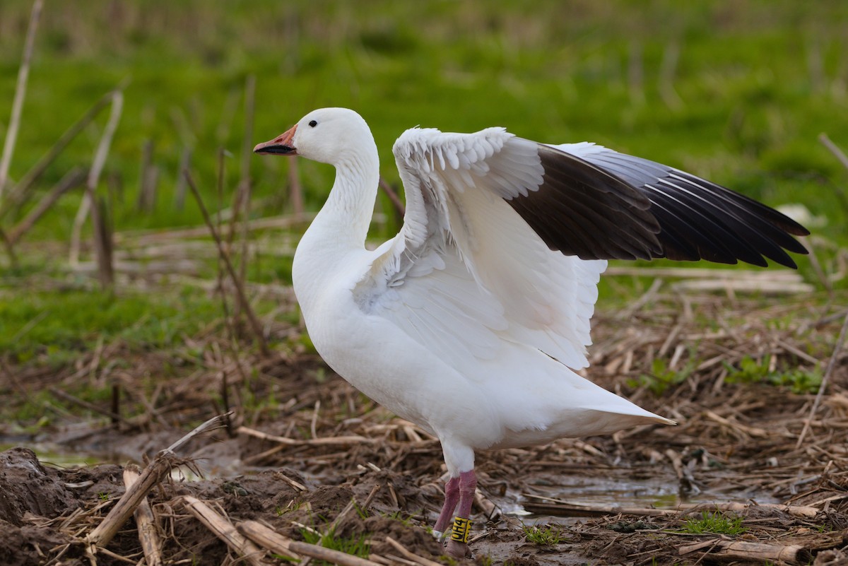 Snow Goose - ML615881471