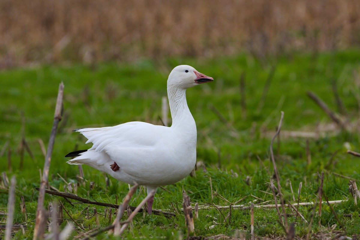 Snow Goose - ML615881472