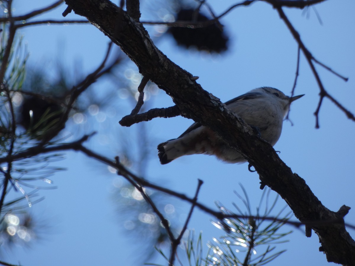 White-breasted Nuthatch (Eastern) - ML615881485