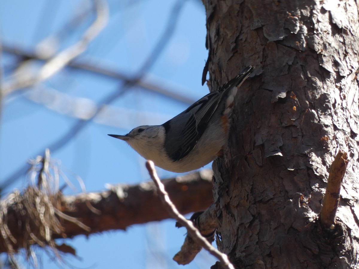 White-breasted Nuthatch (Eastern) - ML615881486