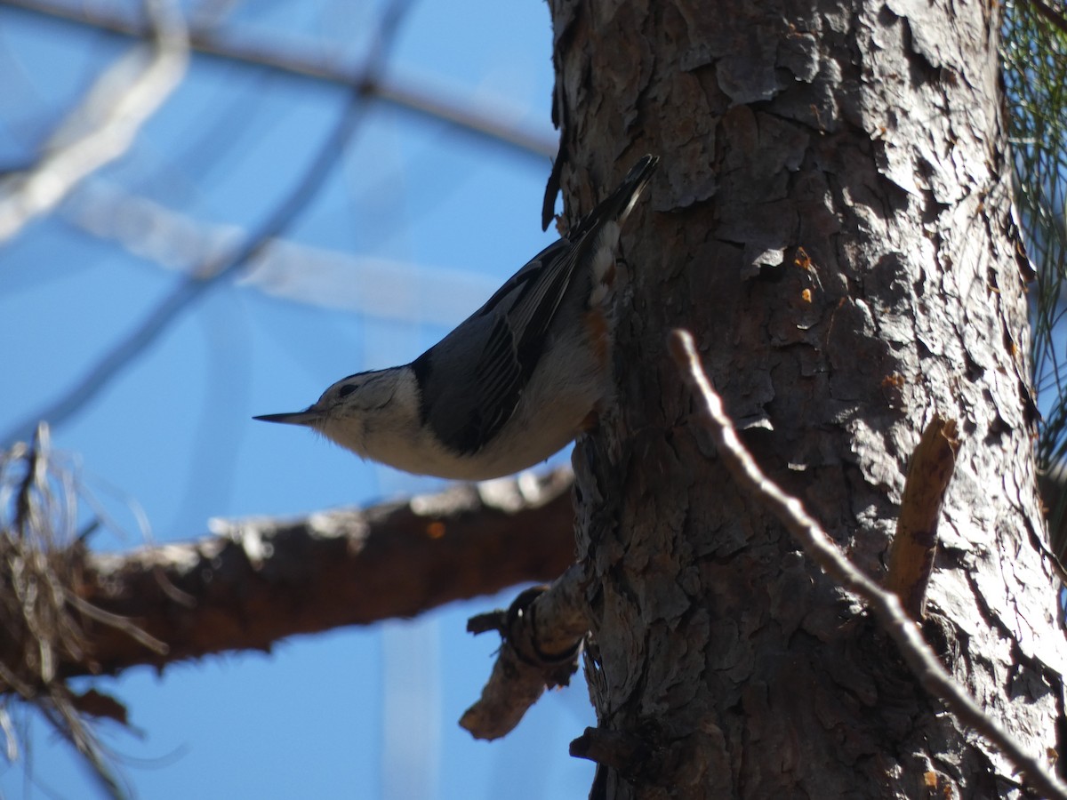 White-breasted Nuthatch (Eastern) - ML615881487