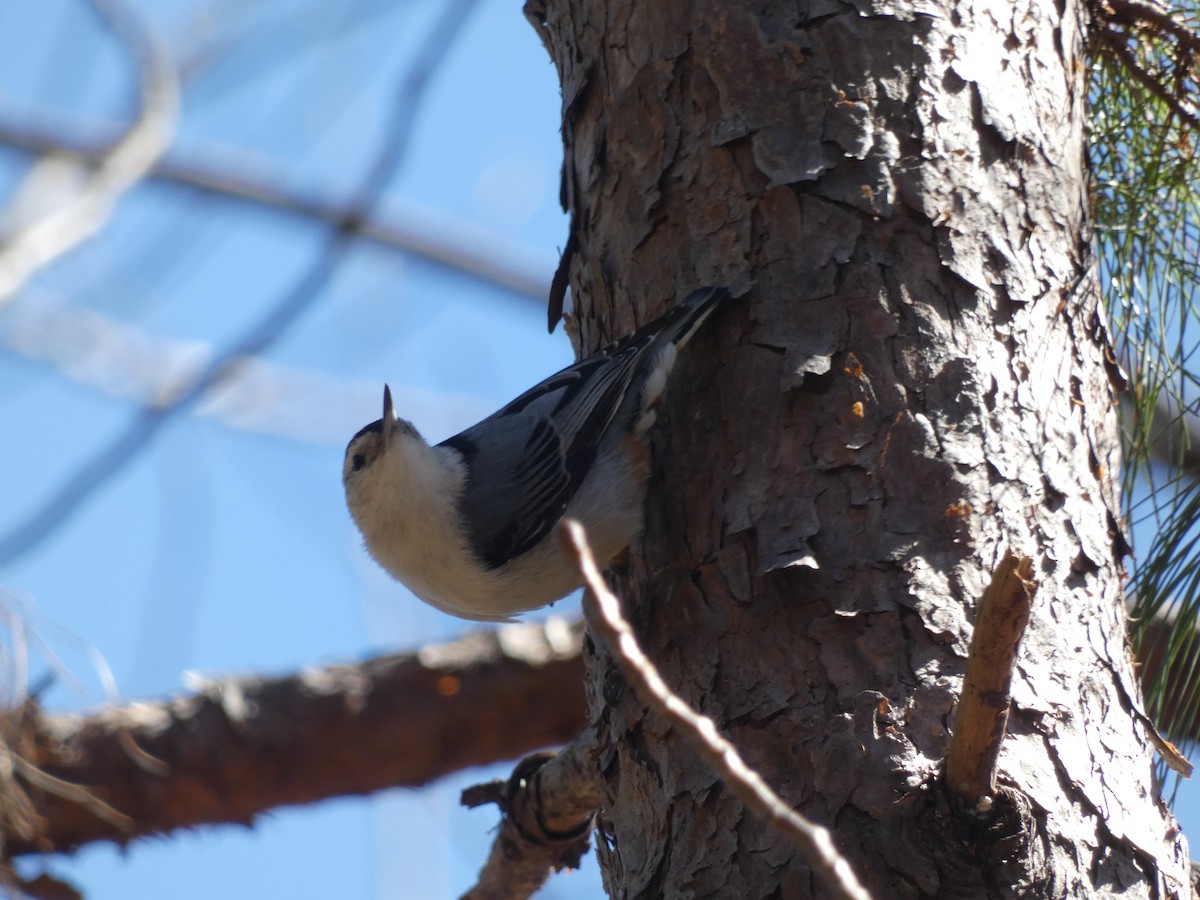 White-breasted Nuthatch (Eastern) - ML615881488