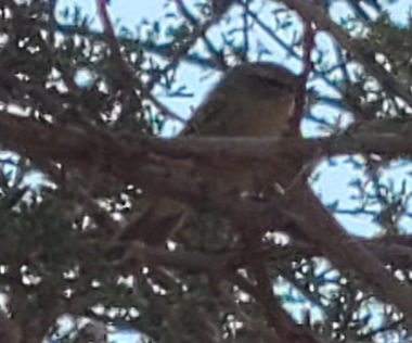 Common Chiffchaff - ML615881492