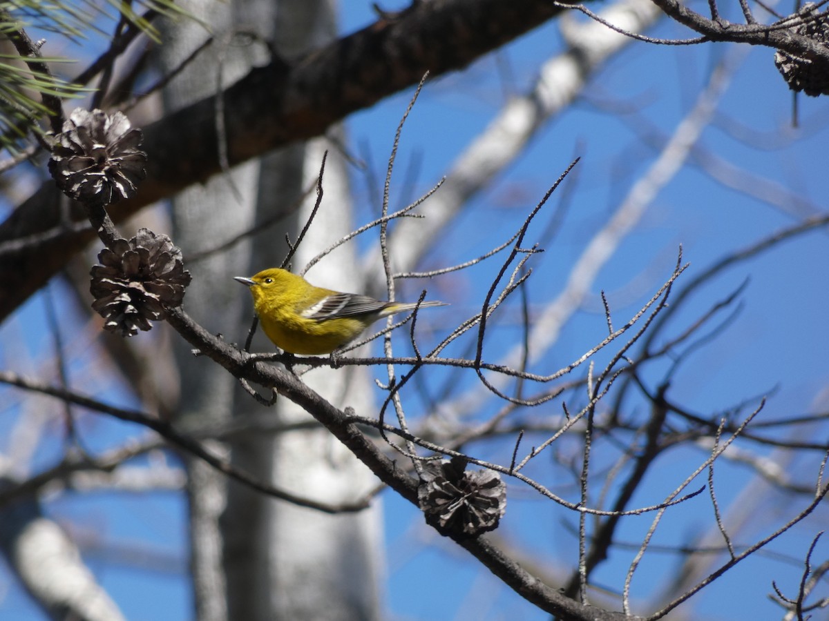 Pine Warbler - ML615881513