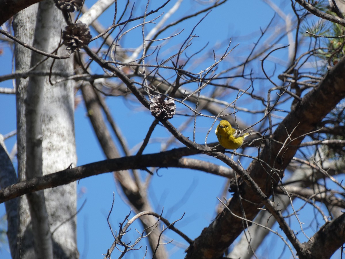 Pine Warbler - ML615881514