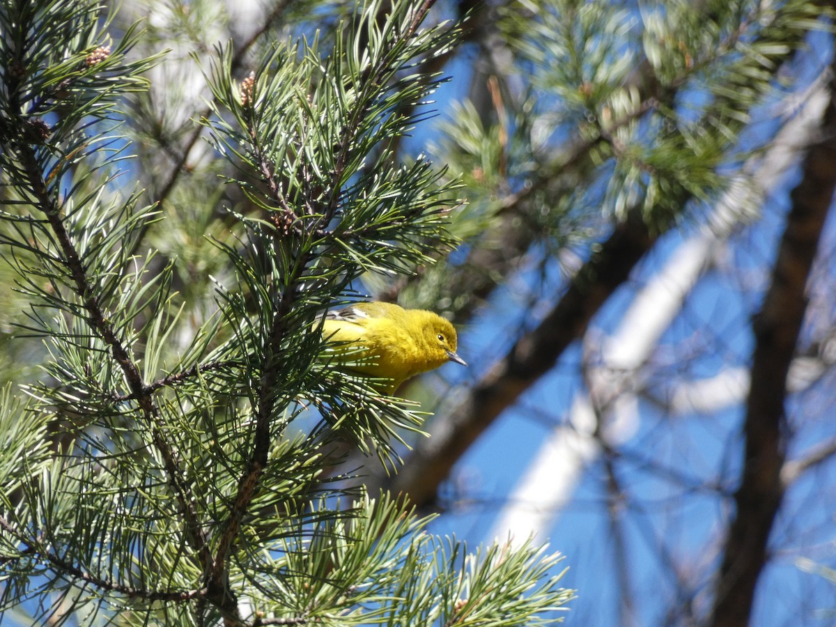 Pine Warbler - ML615881516