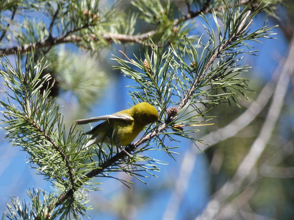 Pine Warbler - ML615881517