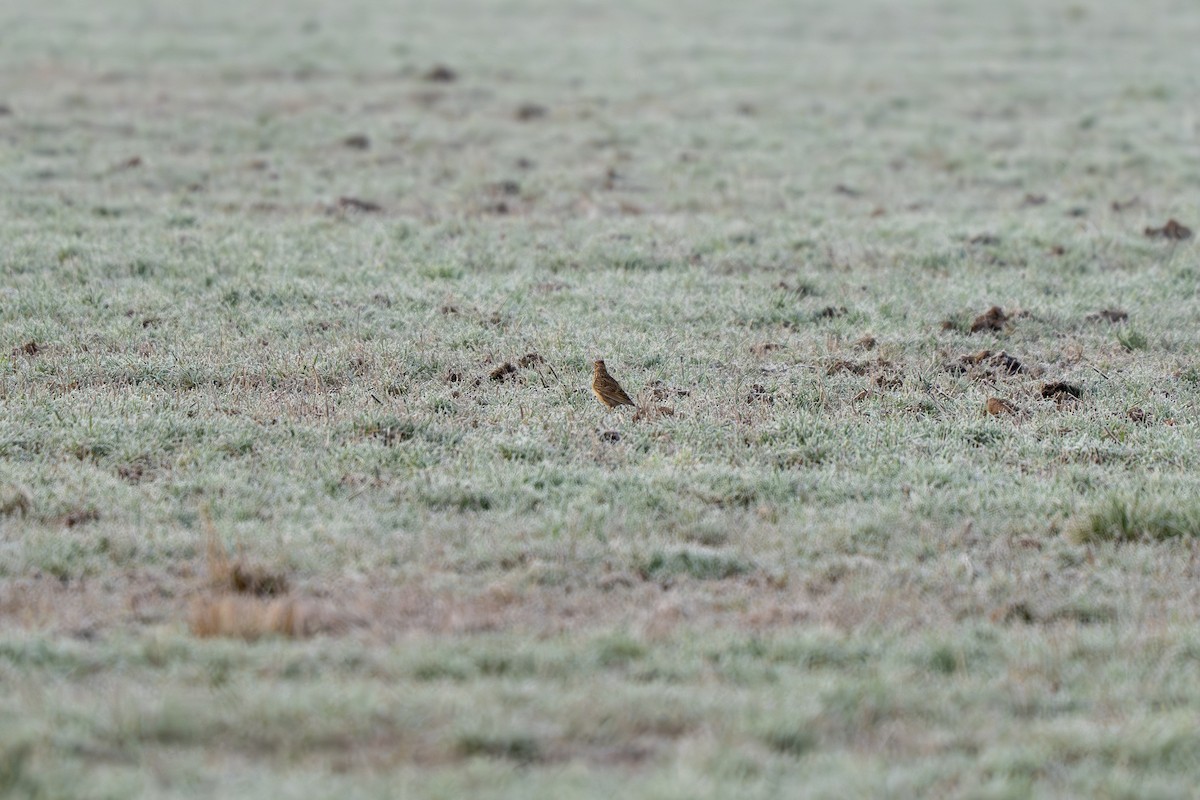 Eurasian Skylark - ML615881525