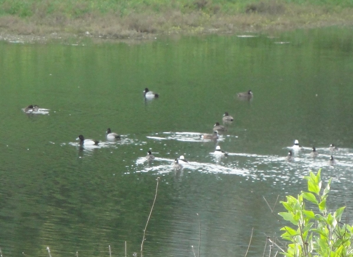 Lesser Scaup - Hector C. Cruzado