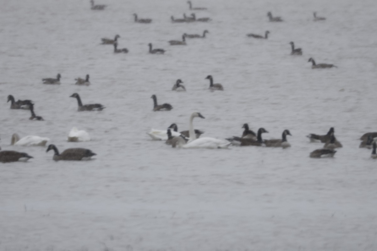 Tundra Swan - Catherine Lawrence