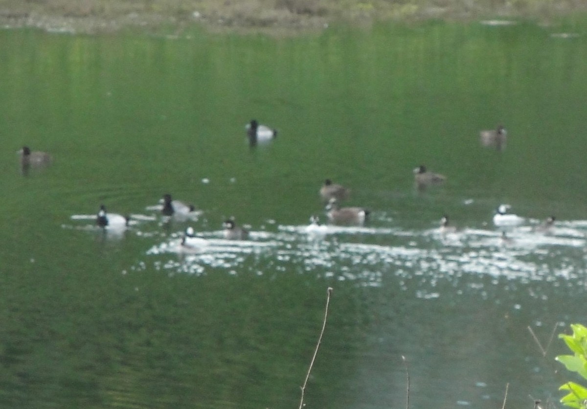 Lesser Scaup - ML615881632