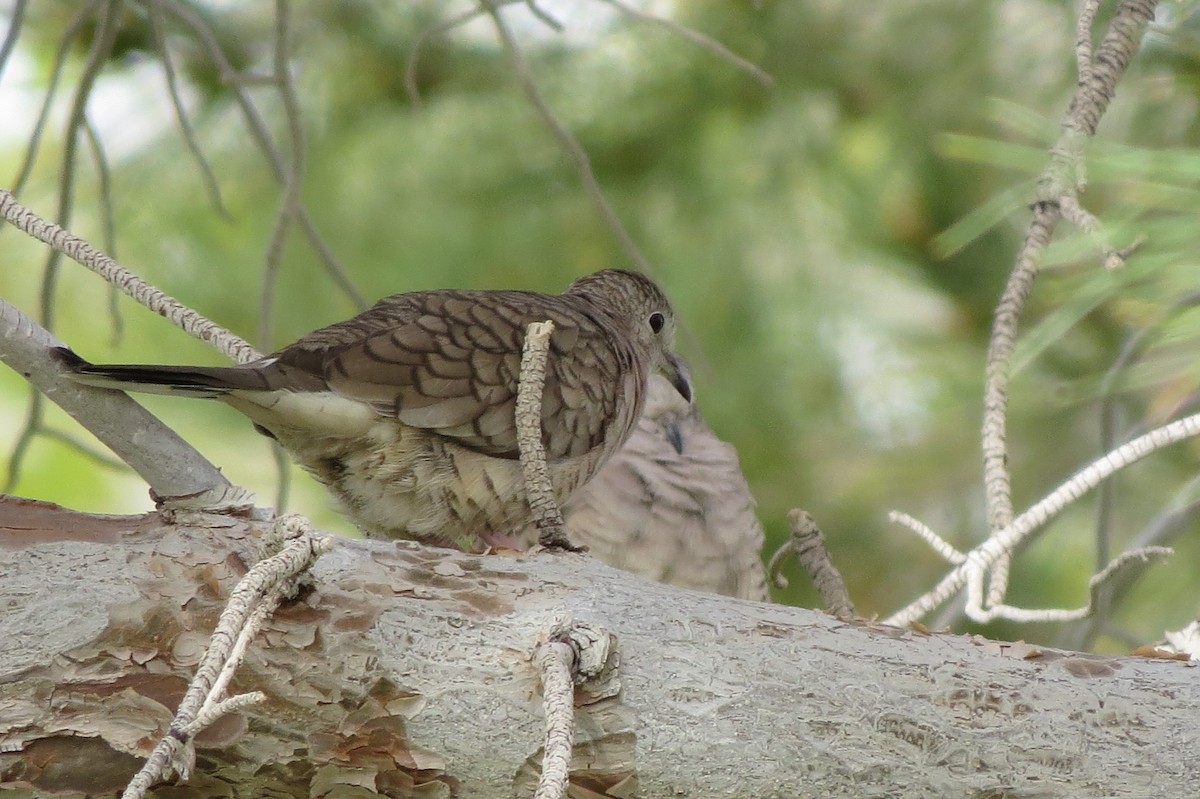 Inca Dove - ML615881709