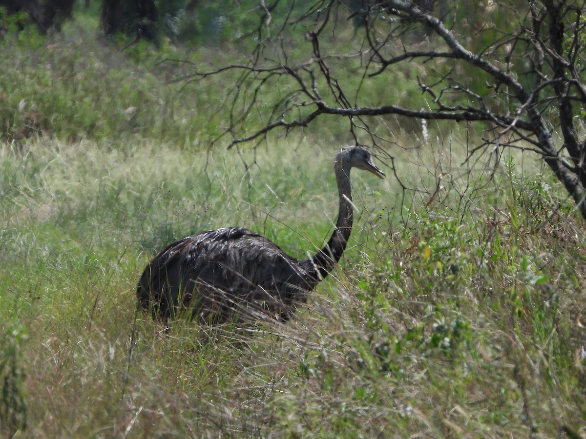 Greater Rhea - ML615881738