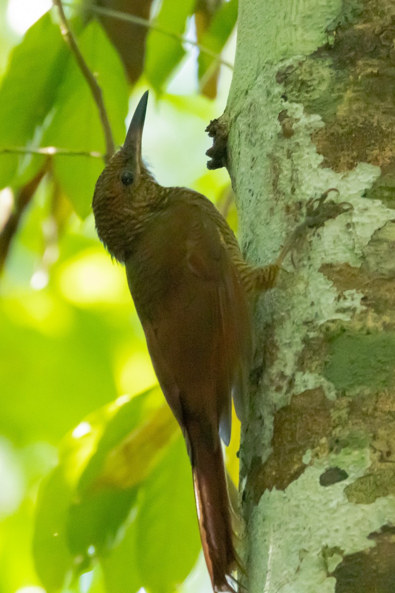 Northern Barred-Woodcreeper - ML615881757