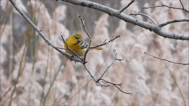 Трупіал золотощокий - ML615881775