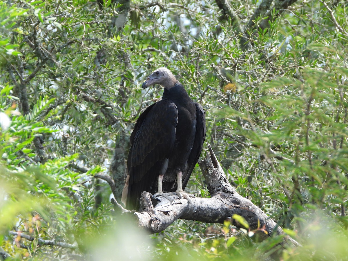 Black Vulture - ML615881781