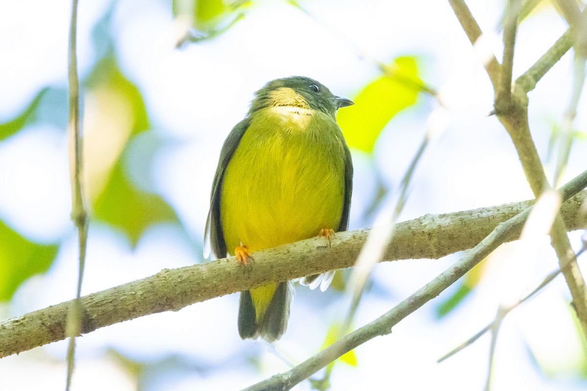 Manakin à col blanc - ML615881782