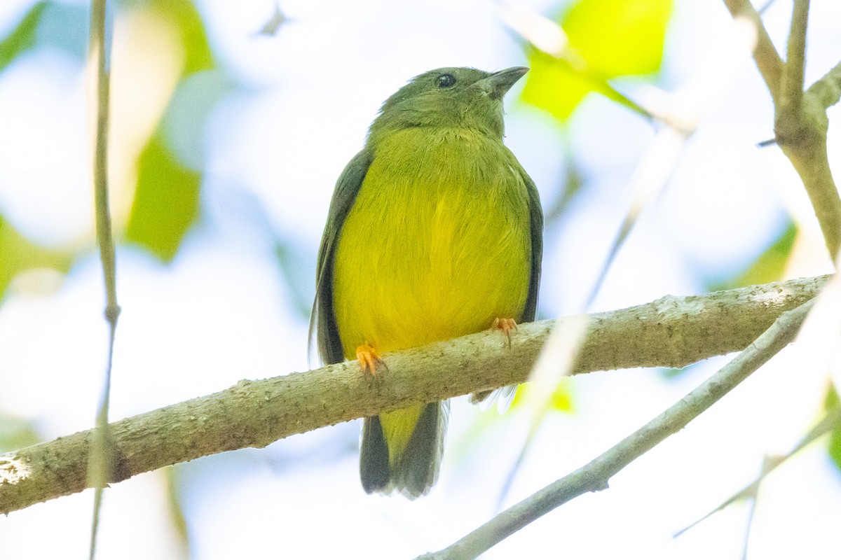 Manakin à col blanc - ML615881783