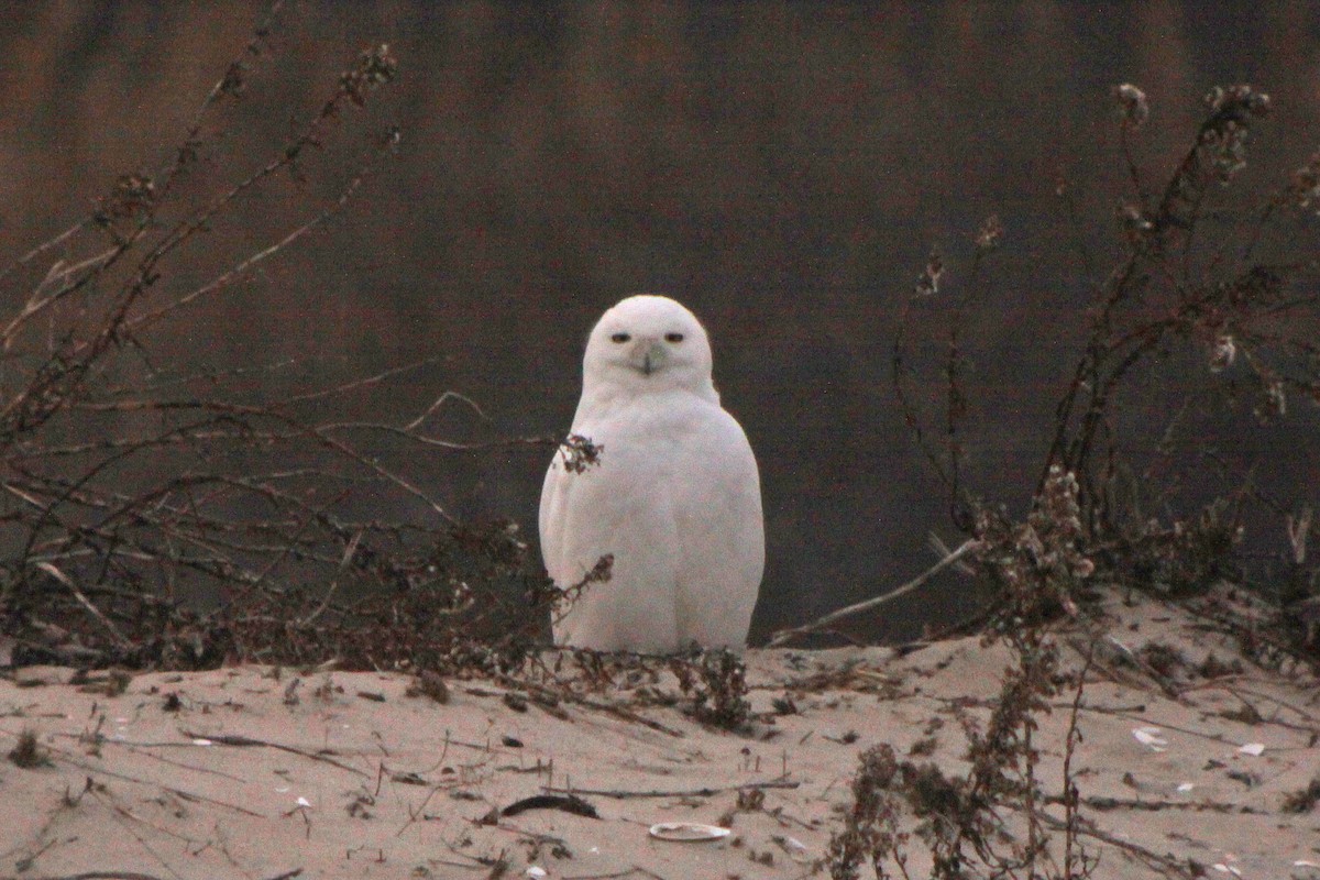 Snowy Owl - ML615881792