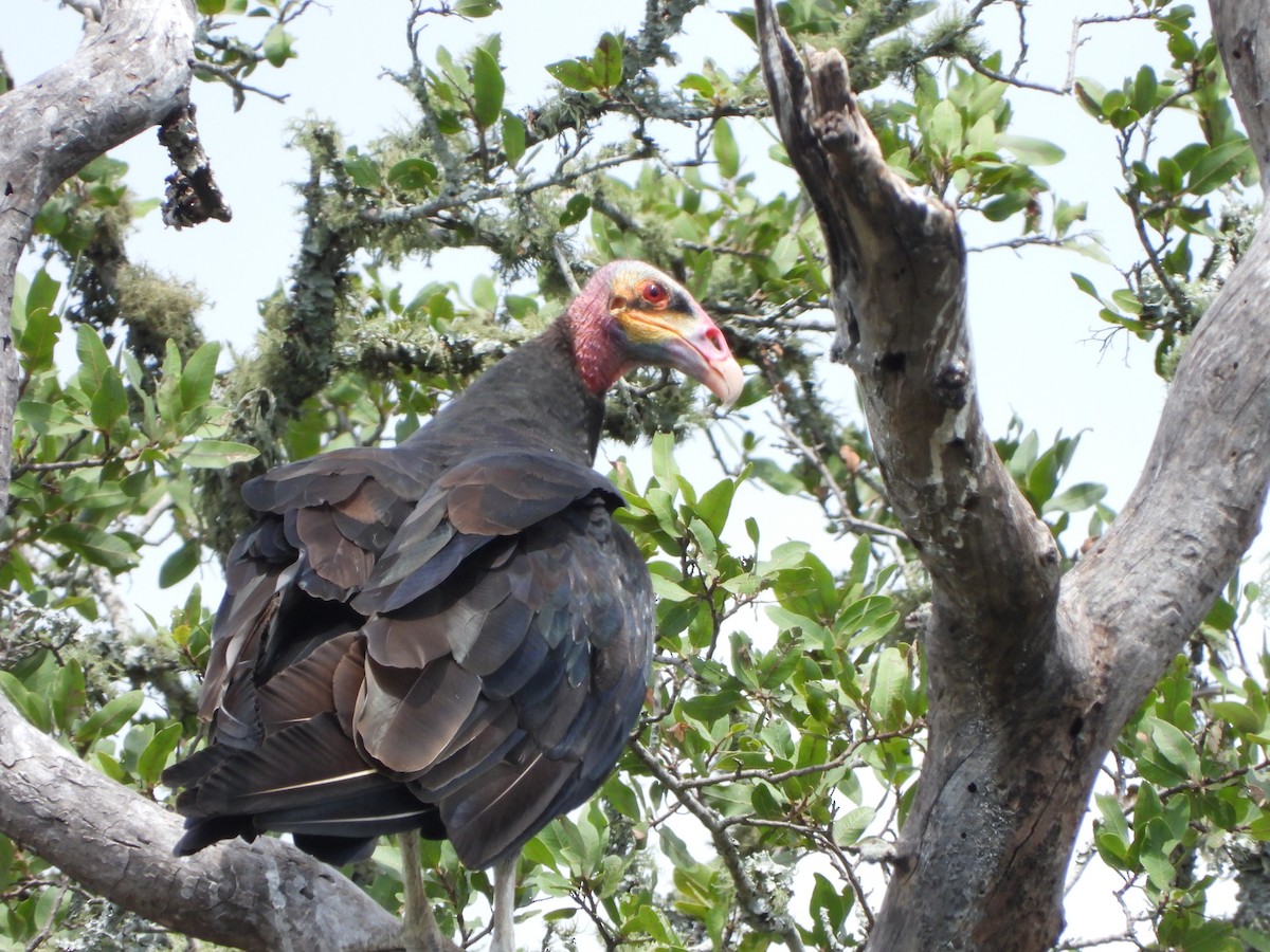 Lesser Yellow-headed Vulture - ML615881800