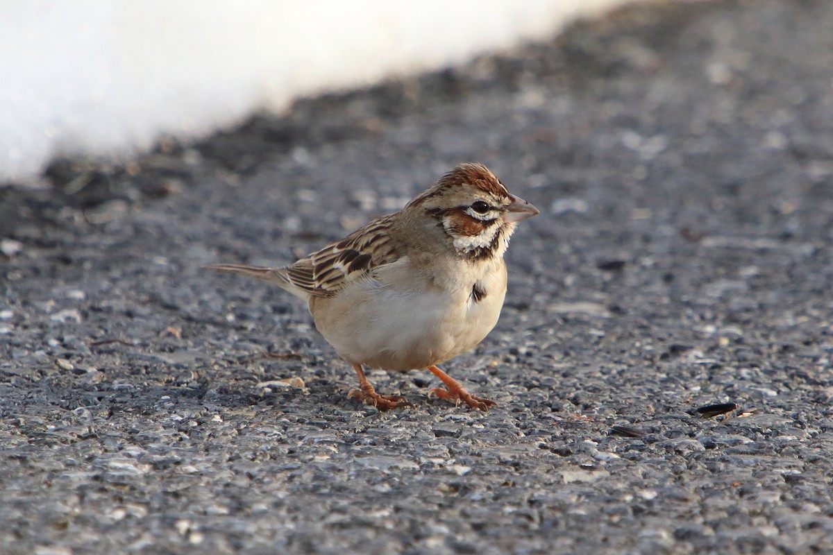 Lark Sparrow - ML615881847