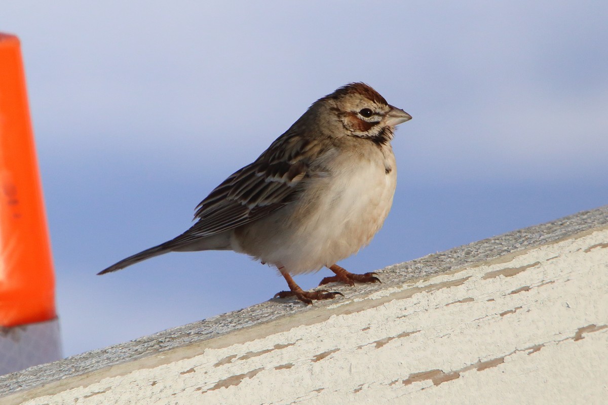 Lark Sparrow - ML615881848